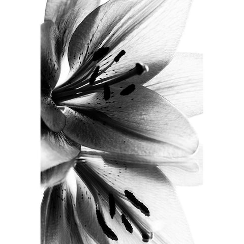 Lily Gold Ornate Wood Framed Art Print with Double Matting by Koenig, Andre