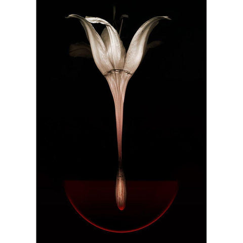 Floating Lily Black Modern Wood Framed Art Print with Double Matting by Lilja, Johan