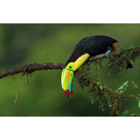 The Colors Of Costa Rica White Modern Wood Framed Art Print by Ferretto, Fabio