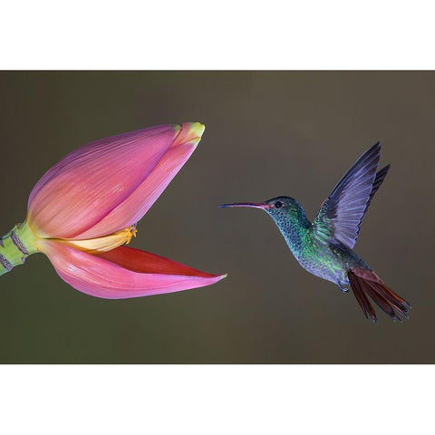 Target Practice Gold Ornate Wood Framed Art Print with Double Matting by Barsh, Greg