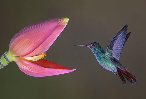 Target Practice Black Ornate Wood Framed Art Print with Double Matting by Barsh, Greg