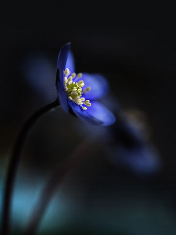 Hepatica Nobilis Ll Black Ornate Wood Framed Art Print with Double Matting by Westum, Heidi