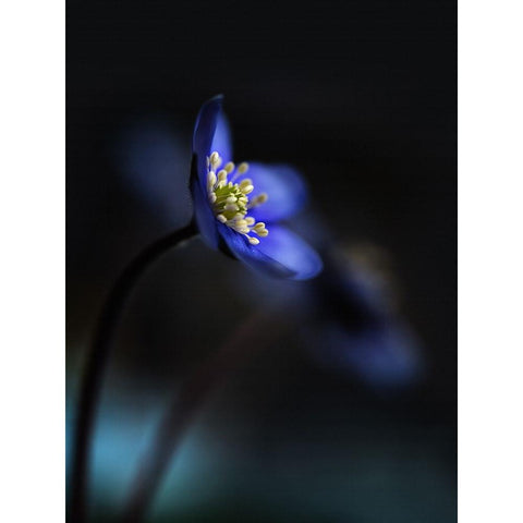 Hepatica Nobilis Ll Black Modern Wood Framed Art Print with Double Matting by Westum, Heidi