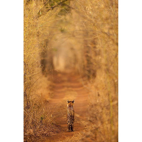 The Tiger In  The Tunnel Gold Ornate Wood Framed Art Print with Double Matting by Apana, Ab