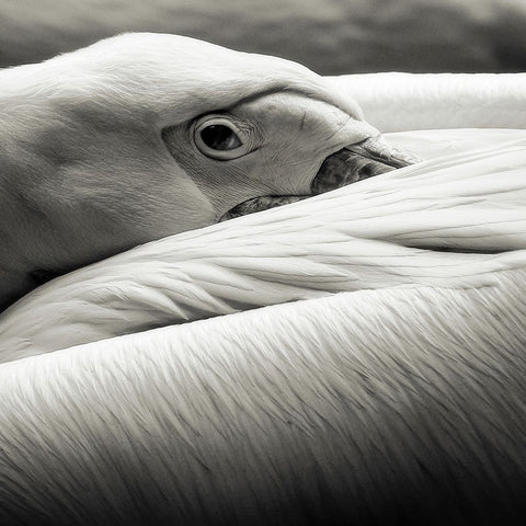 Pelican White Modern Wood Framed Art Print with Double Matting by Berg, Riccardo