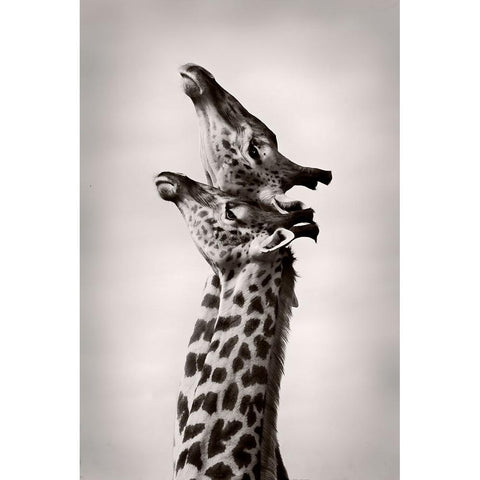 True Love Black Modern Wood Framed Art Print by WildPhotoArt