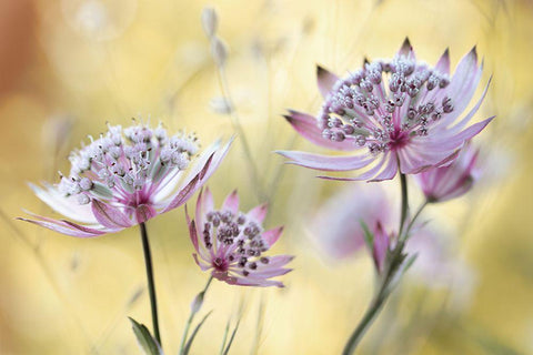 Astrantia Major Black Ornate Wood Framed Art Print with Double Matting by Disher, Mandy