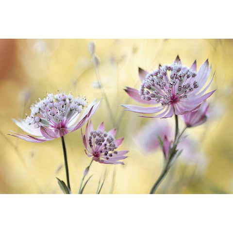 Astrantia Major White Modern Wood Framed Art Print by Disher, Mandy