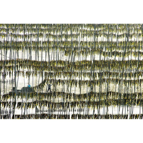 Harvesting Kelp Black Modern Wood Framed Art Print with Double Matting by Zhou, Xinhua