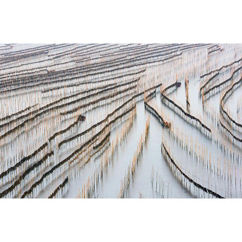 Harvesting Kelp Black Modern Wood Framed Art Print with Double Matting by Zhou, Xinhua