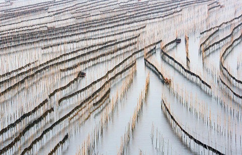 Harvesting Kelp White Modern Wood Framed Art Print with Double Matting by Zhou, Xinhua