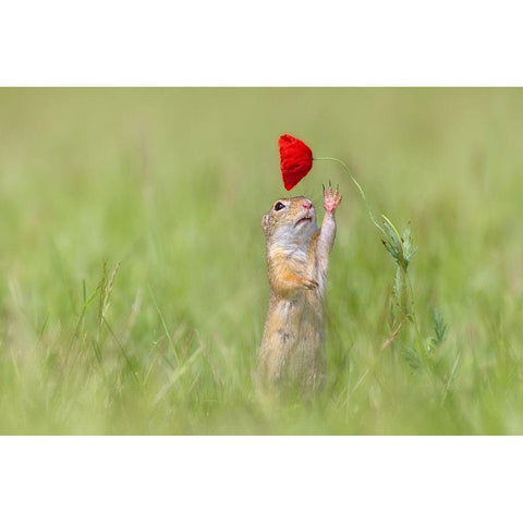 Reaching Out White Modern Wood Framed Art Print by Spranz, Henrik