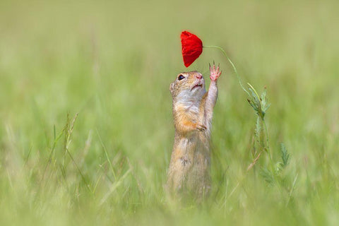 Reaching Out Black Ornate Wood Framed Art Print with Double Matting by Spranz, Henrik