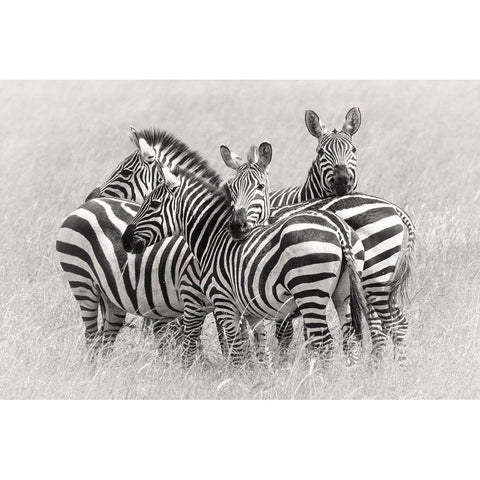 Zebras Black Modern Wood Framed Art Print with Double Matting by Trubitsyn, Kirill