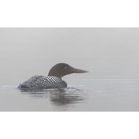 Common Loon In Early Morning Fog Gold Ornate Wood Framed Art Print with Double Matting by Cumming, Jim