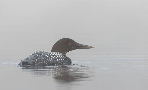 Common Loon In Early Morning Fog White Modern Wood Framed Art Print with Double Matting by Cumming, Jim