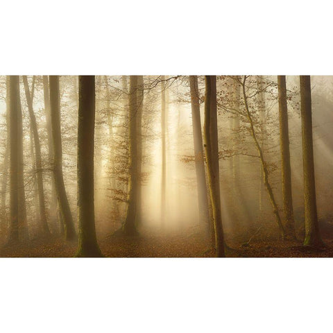 Into The Trees Gold Ornate Wood Framed Art Print with Double Matting by Maier, Norbert