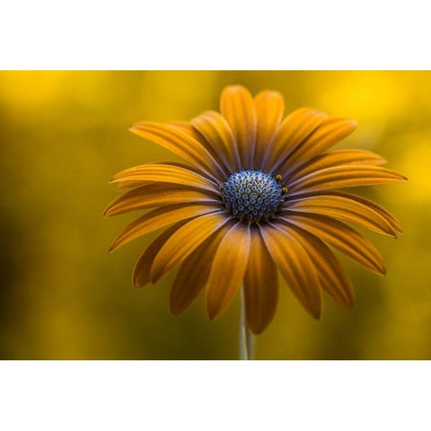Sunshine Daisy Black Modern Wood Framed Art Print with Double Matting by Disher, Mandy