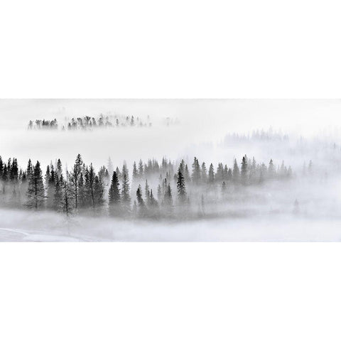 Foggy Forest Black Modern Wood Framed Art Print by Xu, Mei