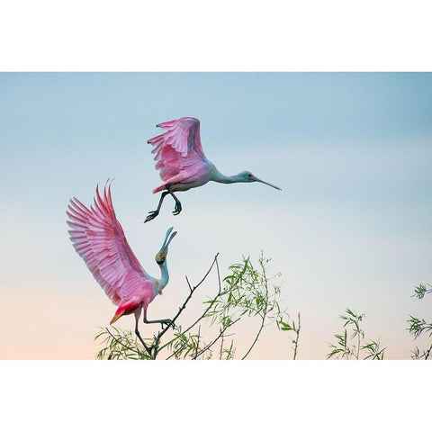 Rosy Pair (Roseate Spoonbills) White Modern Wood Framed Art Print by Mei, C.