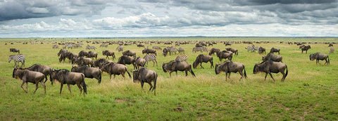 Great Migration In Serengeti Plains Black Ornate Wood Framed Art Print with Double Matting by Trubitsyn, Kirill