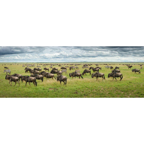 Great Migration In Serengeti Plains Black Modern Wood Framed Art Print with Double Matting by Trubitsyn, Kirill