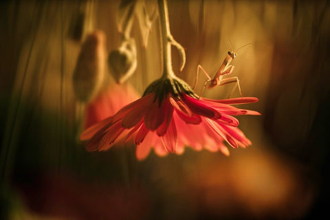 Nous Venons En Paix White Modern Wood Framed Art Print with Double Matting by BRAVIN, Fabien