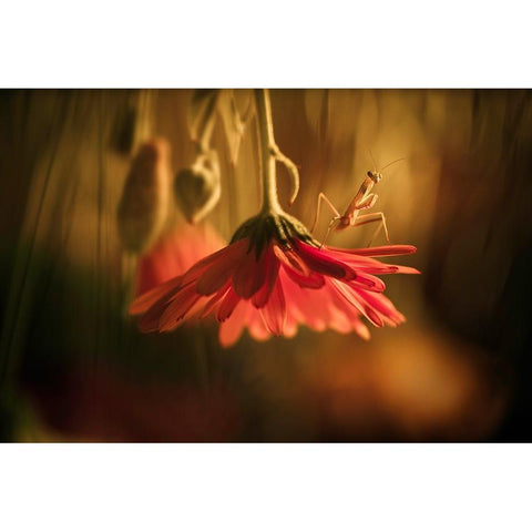 Nous Venons En Paix White Modern Wood Framed Art Print by BRAVIN, Fabien