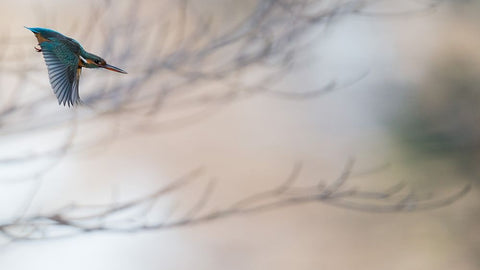 Kingfisher White Modern Wood Framed Art Print with Double Matting by Imai, Kunito