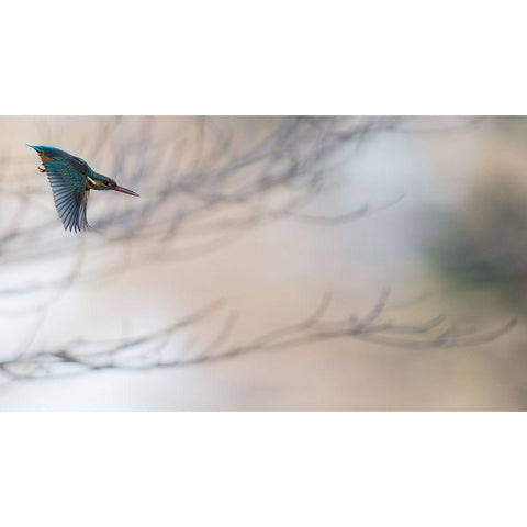 Kingfisher Black Modern Wood Framed Art Print with Double Matting by Imai, Kunito