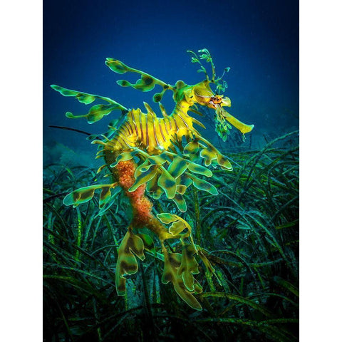 Leafy Sea Dragon - Male With Eggs Gold Ornate Wood Framed Art Print with Double Matting by Abadschieff, Jan