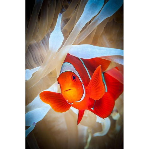 Clownfish Defends His White Anemone Black Modern Wood Framed Art Print with Double Matting by Abadschieff, Jan