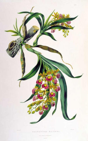 Orchid, Galeandra Baueri White Modern Wood Framed Art Print with Double Matting by Withers, Augusta