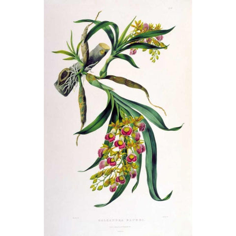 Orchid, Galeandra Baueri Gold Ornate Wood Framed Art Print with Double Matting by Withers, Augusta