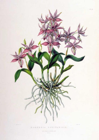Orchid, Barkeria Spectabilis White Modern Wood Framed Art Print with Double Matting by Withers, Augusta