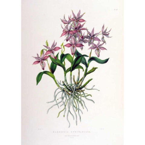 Orchid, Barkeria Spectabilis Gold Ornate Wood Framed Art Print with Double Matting by Withers, Augusta