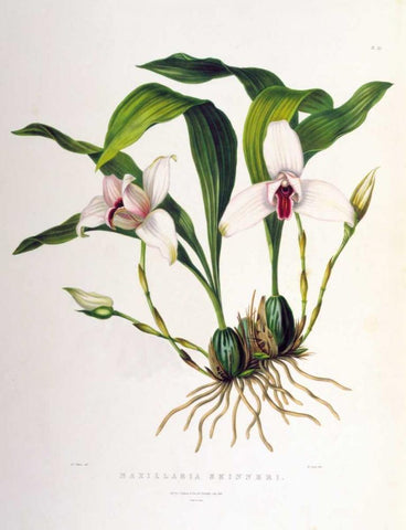Orchid, Maxillaria Skinneri White Modern Wood Framed Art Print with Double Matting by Withers, Augusta