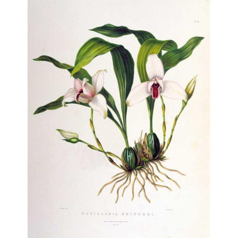 Orchid, Maxillaria Skinneri Gold Ornate Wood Framed Art Print with Double Matting by Withers, Augusta