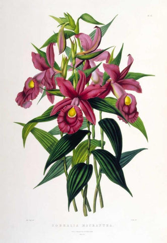 Orchid, Sobralia Macrantha Black Ornate Wood Framed Art Print with Double Matting by Withers, Augusta