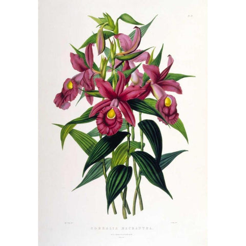 Orchid, Sobralia Macrantha Gold Ornate Wood Framed Art Print with Double Matting by Withers, Augusta