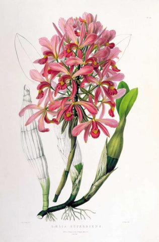 Orchid, Laelia Superbiens White Modern Wood Framed Art Print with Double Matting by Withers, Augusta