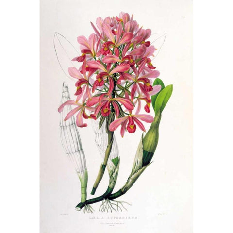 Orchid, Laelia Superbiens Gold Ornate Wood Framed Art Print with Double Matting by Withers, Augusta