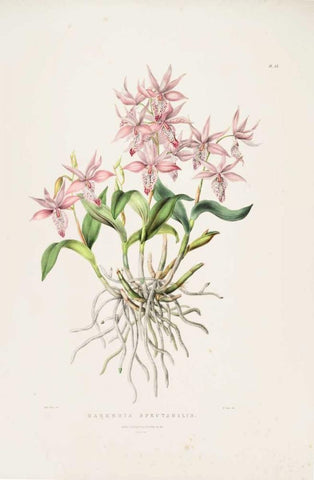 Orchid, Barkeria Spectabilis White Modern Wood Framed Art Print with Double Matting by Withers, Augusta