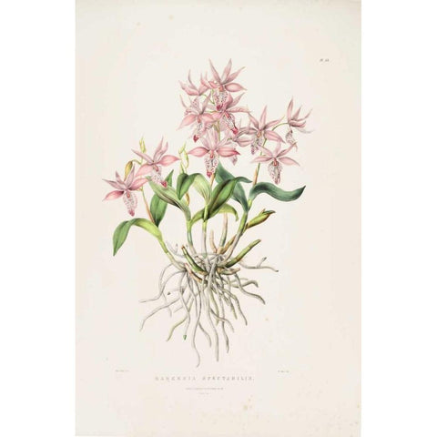 Orchid, Barkeria Spectabilis Gold Ornate Wood Framed Art Print with Double Matting by Withers, Augusta