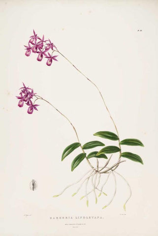 Orchid, Barkeria Lindleyana White Modern Wood Framed Art Print with Double Matting by Withers, Augusta