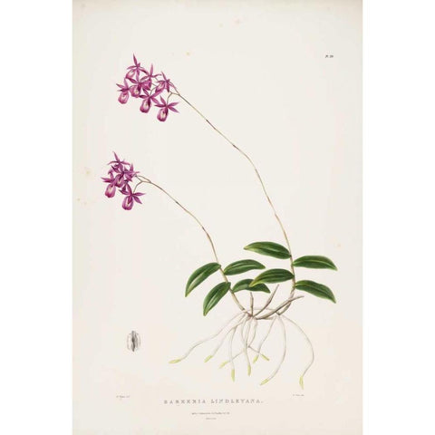 Orchid, Barkeria Lindleyana Gold Ornate Wood Framed Art Print with Double Matting by Withers, Augusta