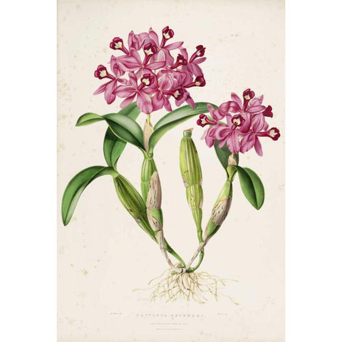 Orchid, Catleya Skinneri Black Modern Wood Framed Art Print with Double Matting by Withers, Augusta