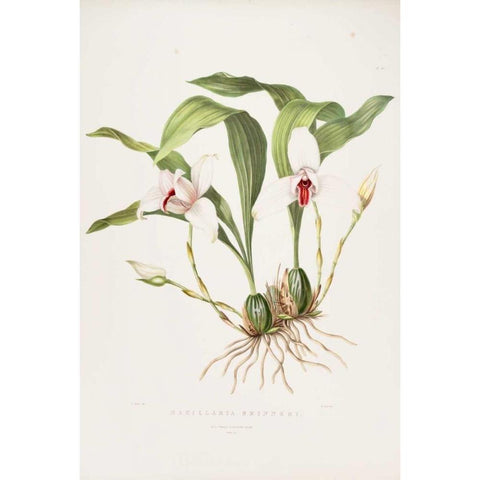 Orchid, Maxillaria Skinneri Gold Ornate Wood Framed Art Print with Double Matting by Withers, Augusta