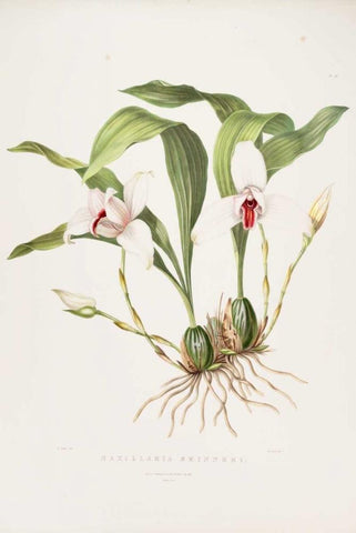 Orchid, Maxillaria Skinneri Black Ornate Wood Framed Art Print with Double Matting by Withers, Augusta