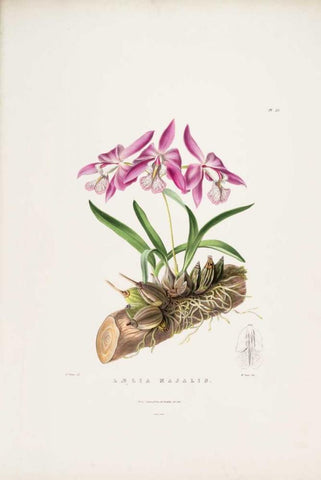 Orchid, Laelia Majalis White Modern Wood Framed Art Print with Double Matting by Withers, Augusta